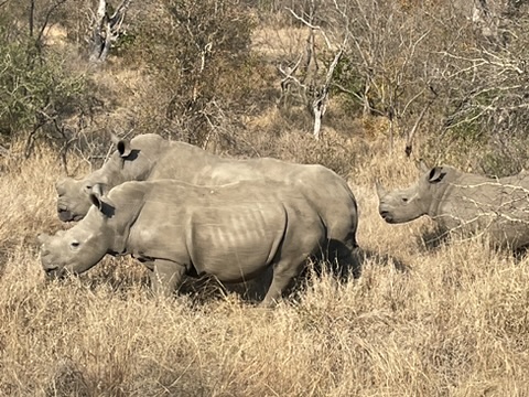 Timbavati Private Nature Reserve, South Africa